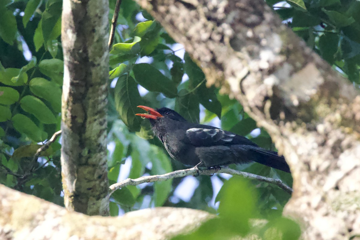 Black Nunbird - ML642222185