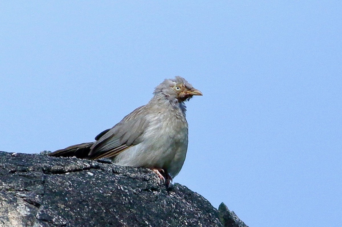 Jungle Babbler - ML642222198