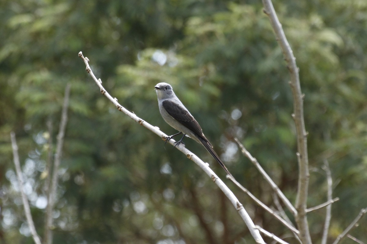 Shear-tailed Gray Tyrant - ML642222209