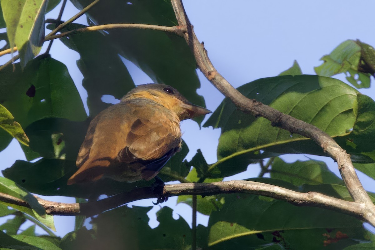 Pink-throated Becard - ML642222211