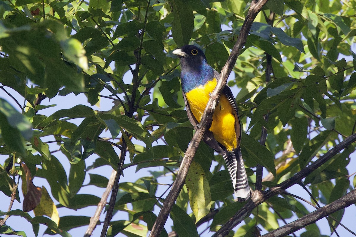 Guianan Trogon - ML642222252
