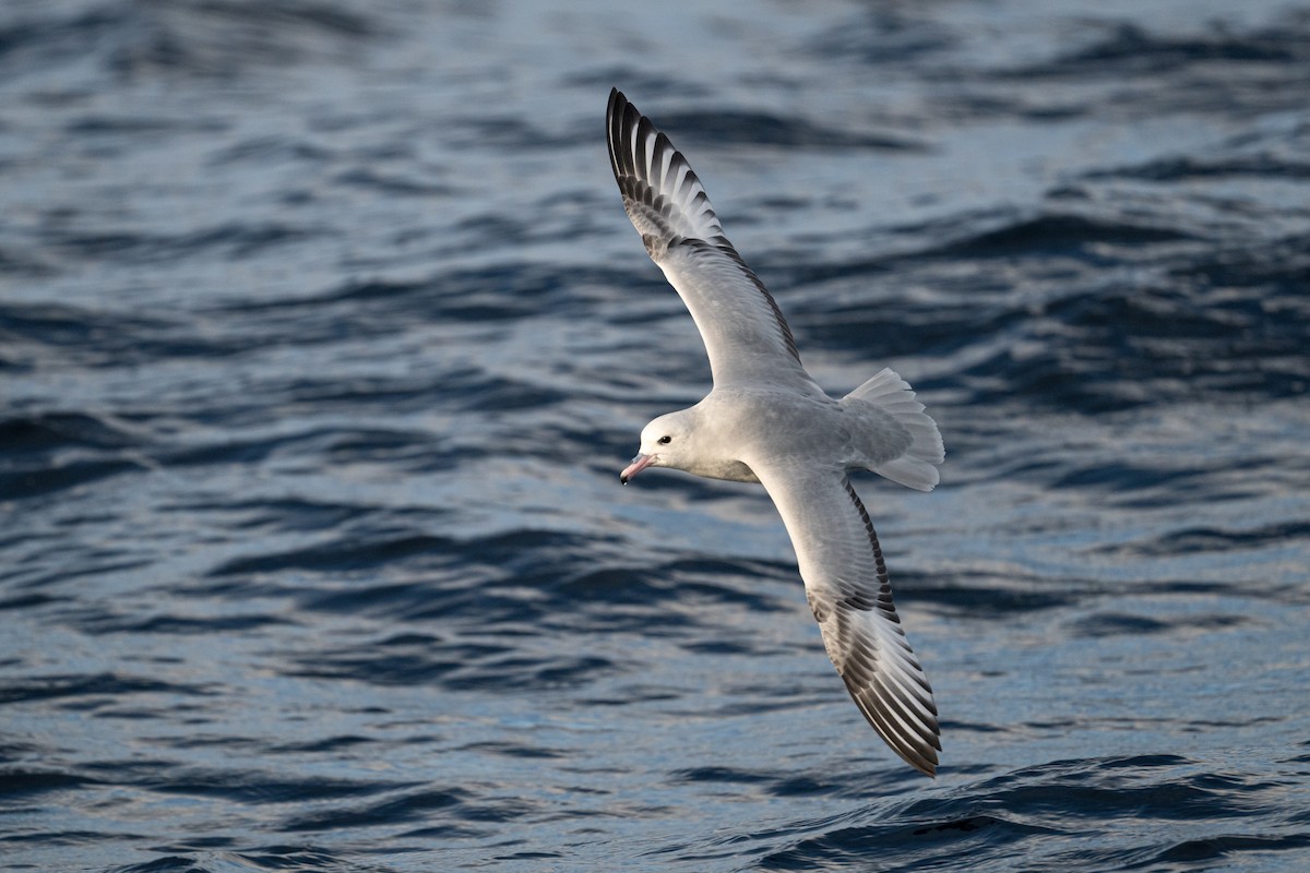 Southern Fulmar - ML642222253