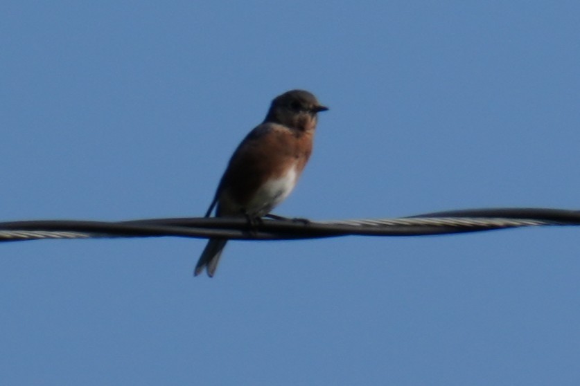 Eastern Bluebird - ML642222274
