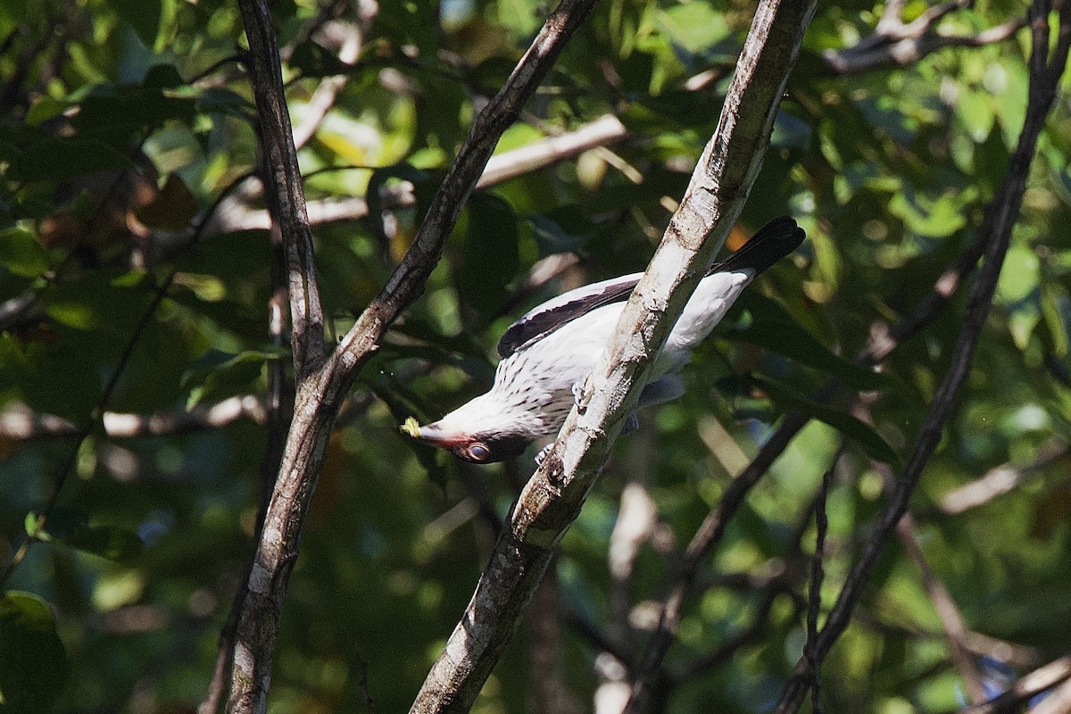 Black-tailed Tityra - ML642222275