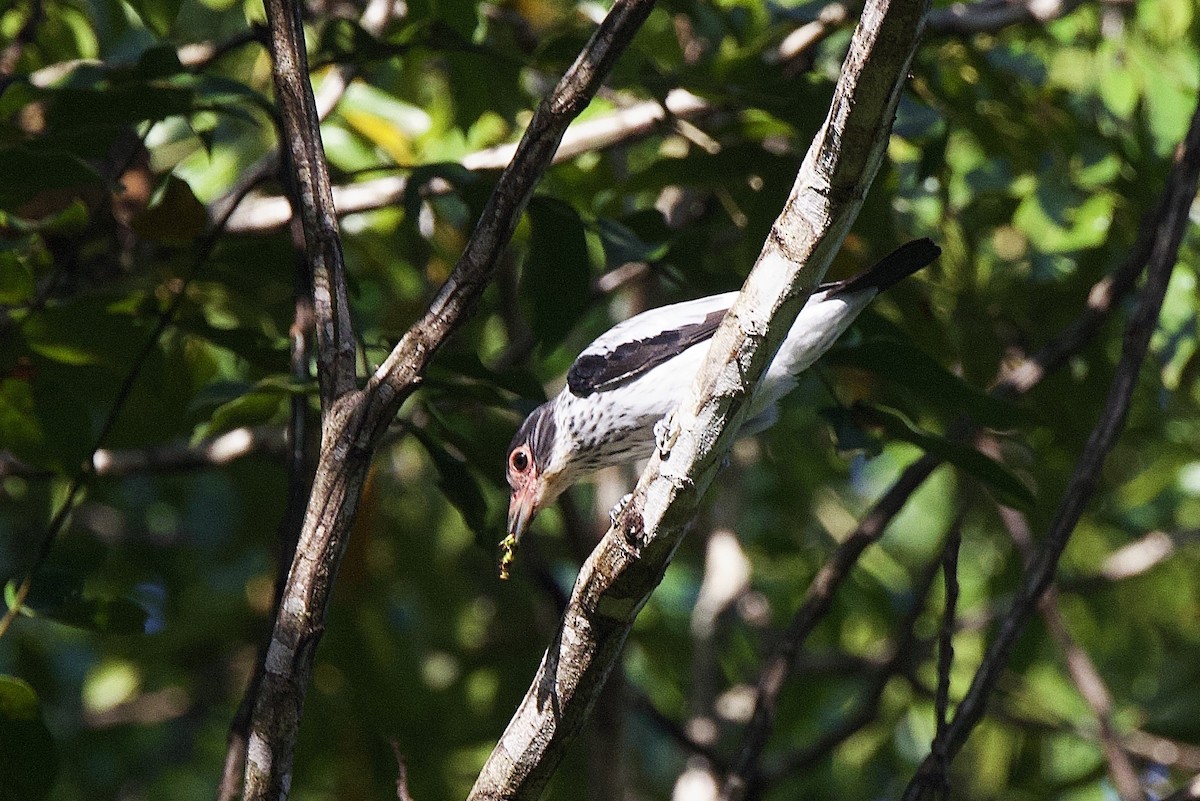 Black-tailed Tityra - ML642222276
