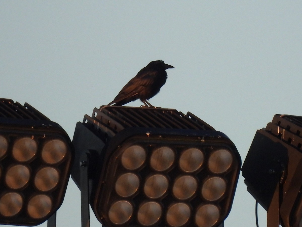 Fish Crow - ML642222280