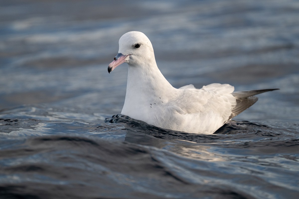 Southern Fulmar - ML642222289