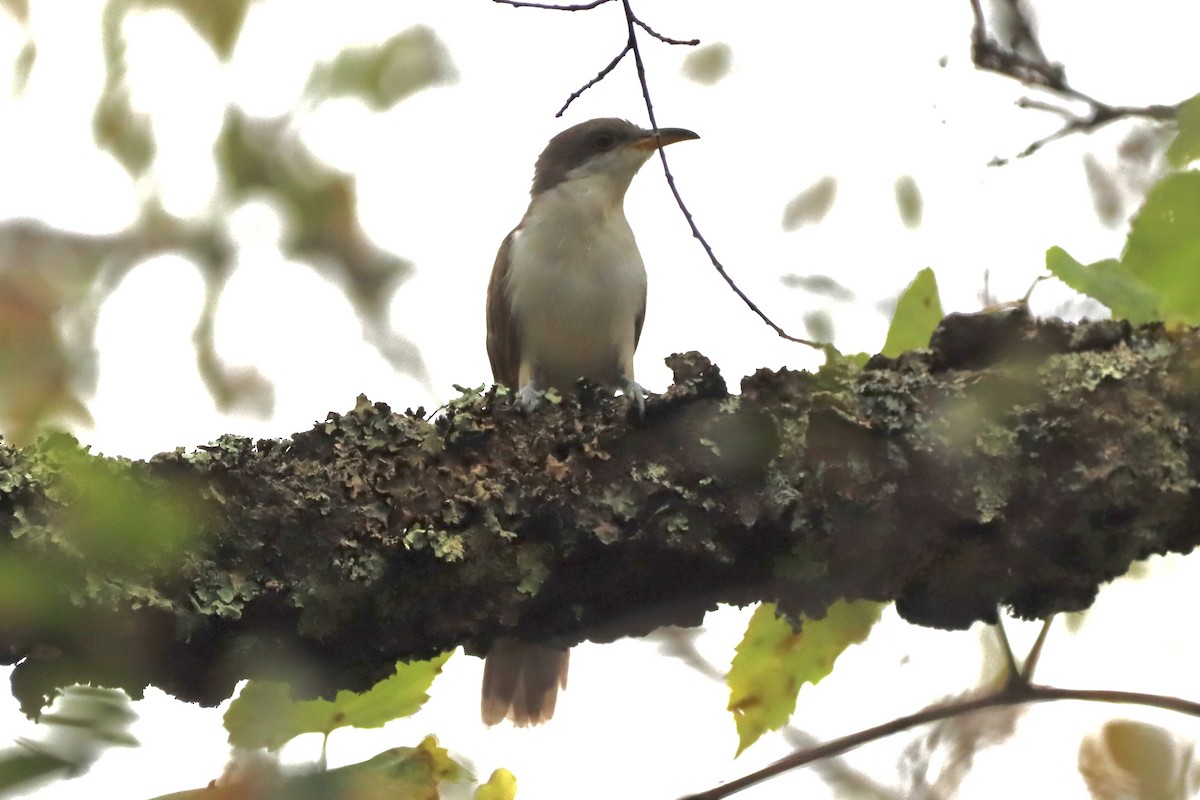 Yellow-billed Cuckoo - ML642222297
