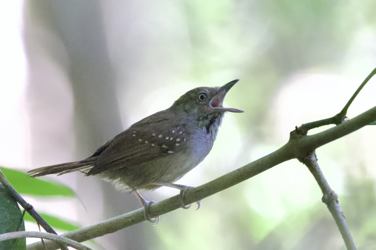 Brown-bellied Stipplethroat - ML642222304