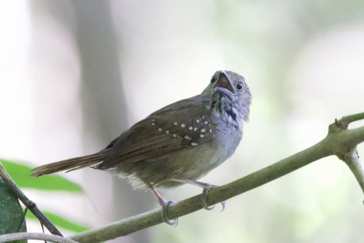 Brown-bellied Stipplethroat - ML642222305