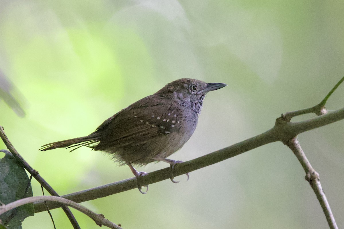 Brown-bellied Stipplethroat - ML642222307