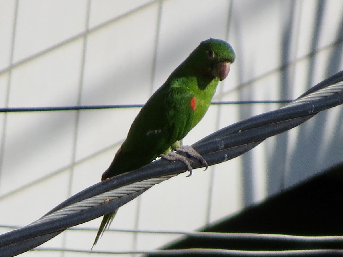 White-eyed Parakeet - ML642222312