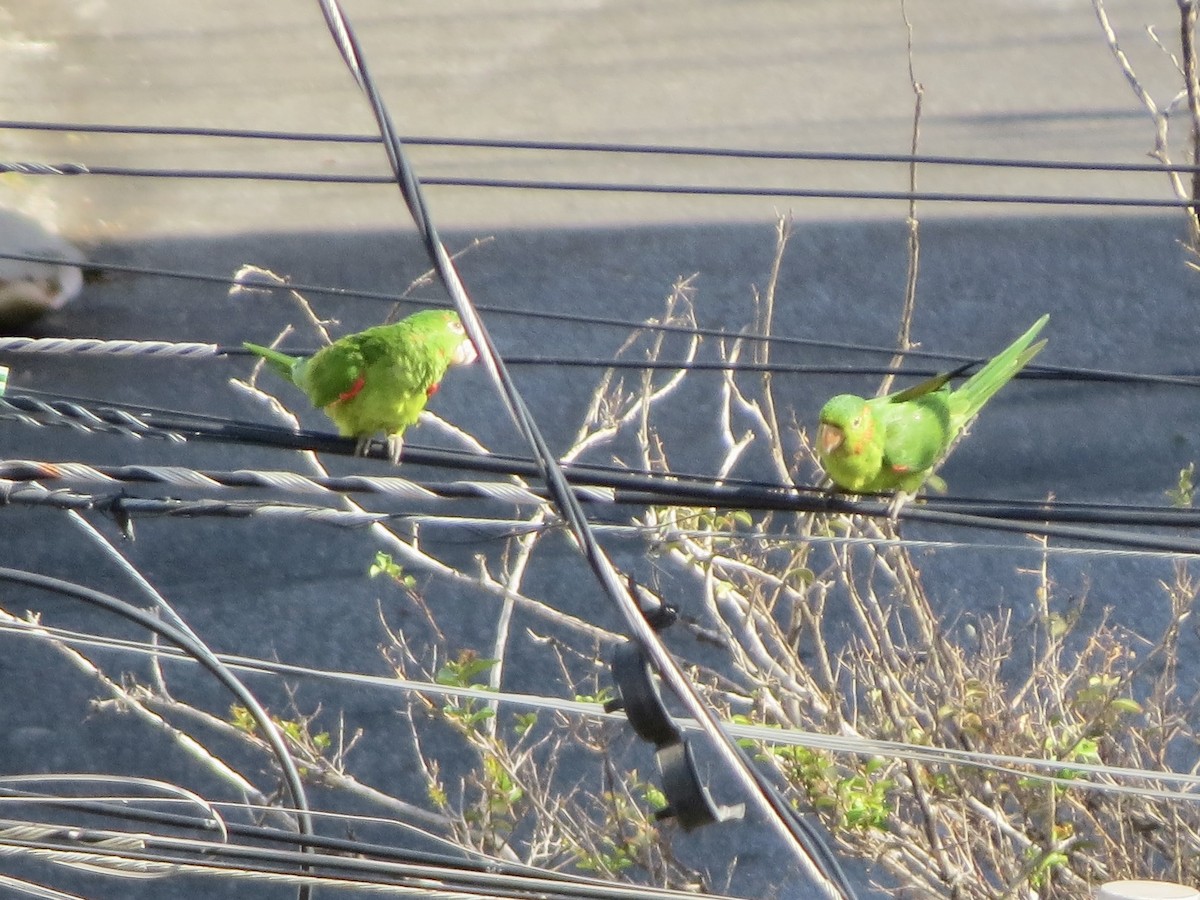White-eyed Parakeet - ML642222313