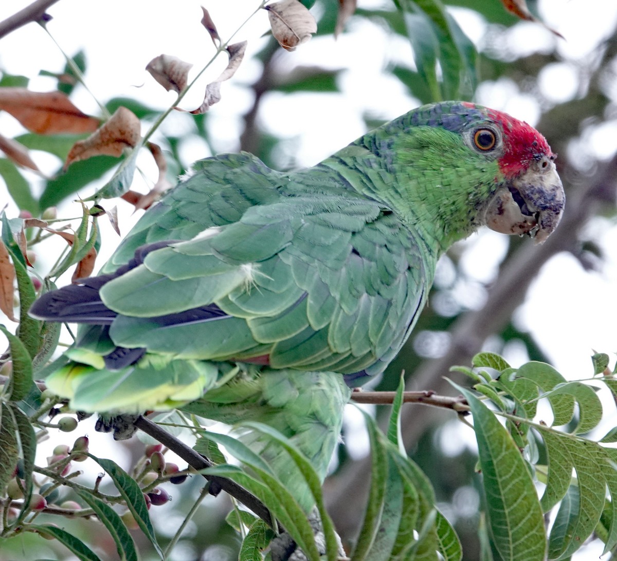 Red-crowned Amazon - ML642222317