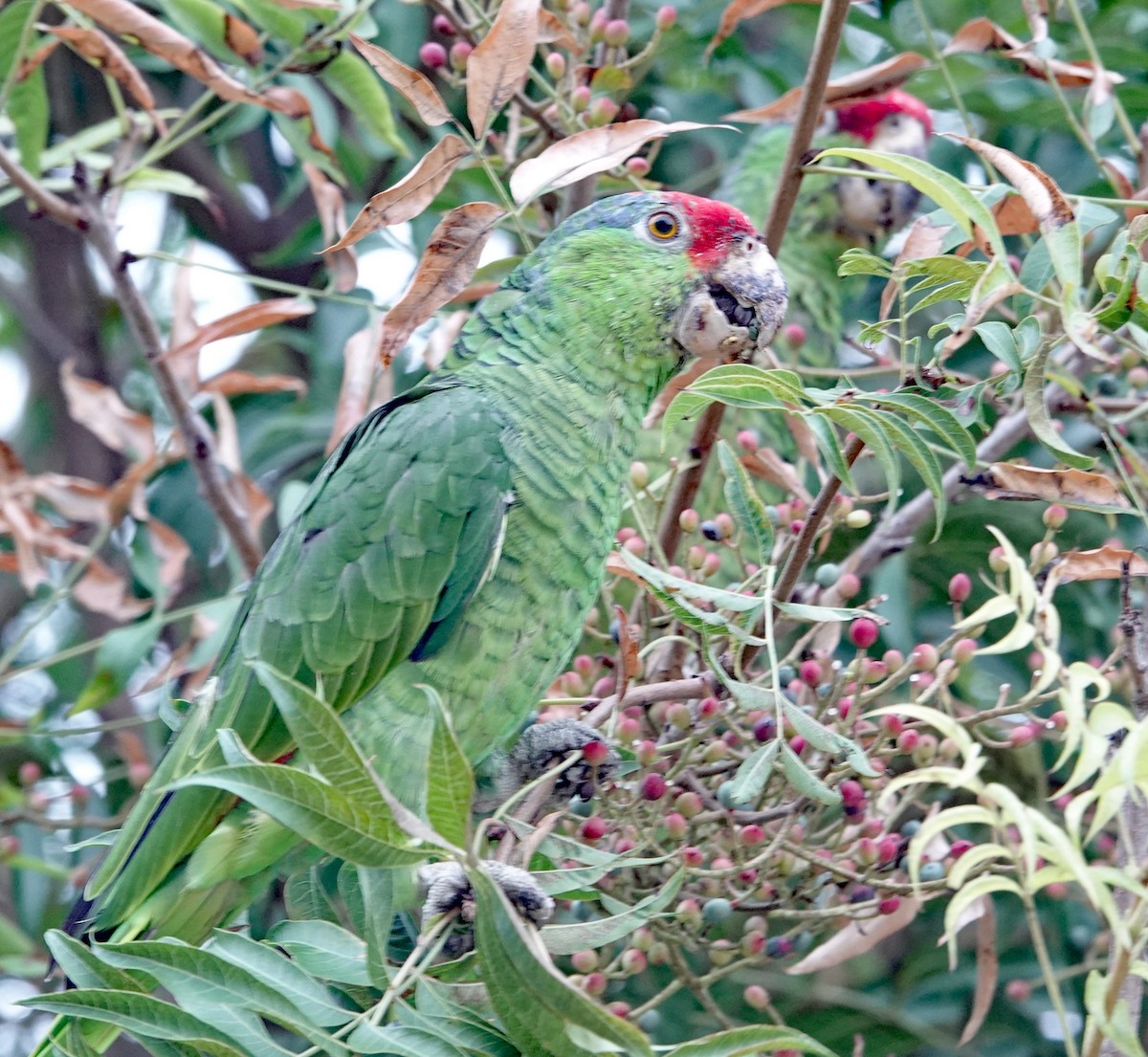 Red-crowned Amazon - ML642222325