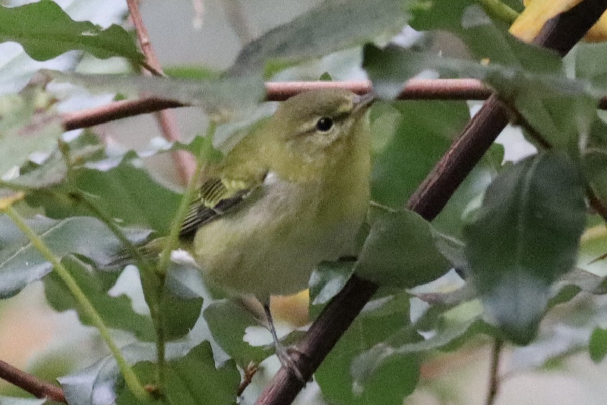 Tennessee Warbler - ML642222340