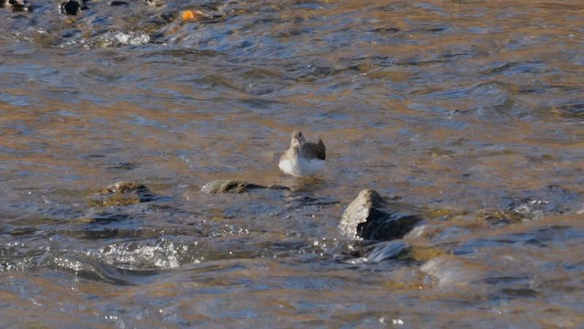 Green Sandpiper - ML642222346