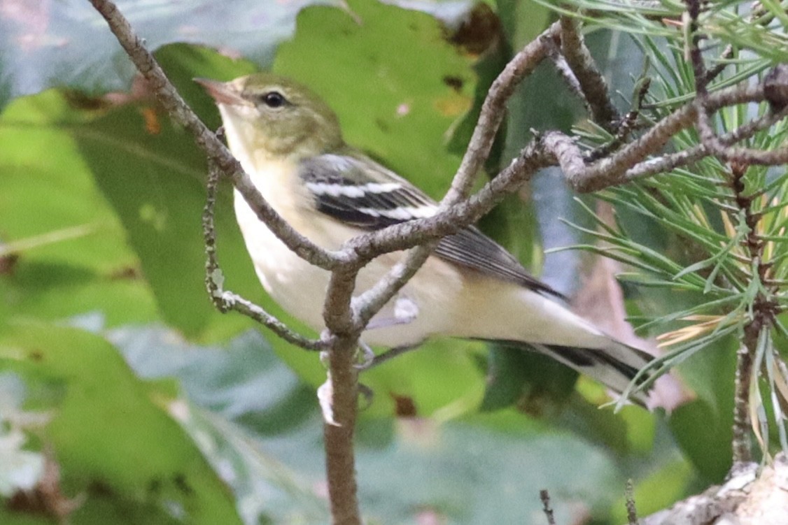 Bay-breasted Warbler - ML642222349