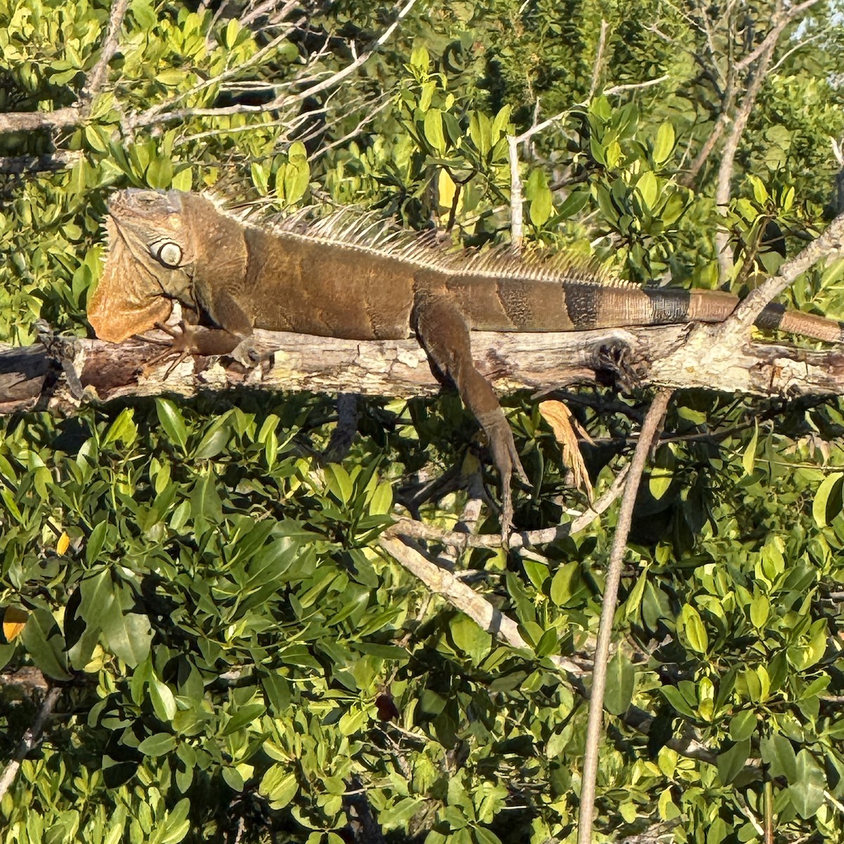 Green Iguana - ML642222370