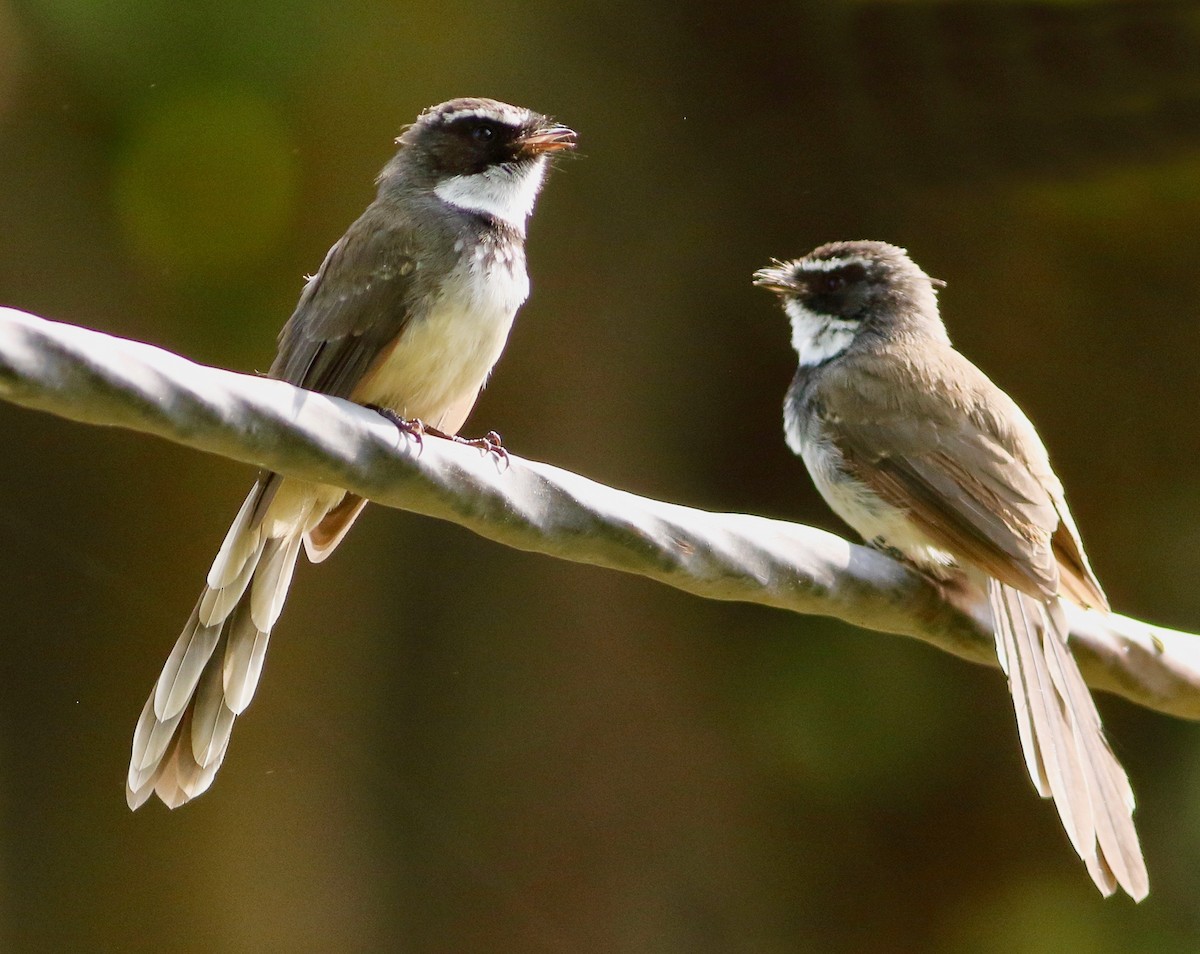 Spot-breasted Fantail - ML642222377