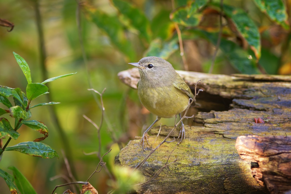 Orange-crowned Warbler - ML642222386