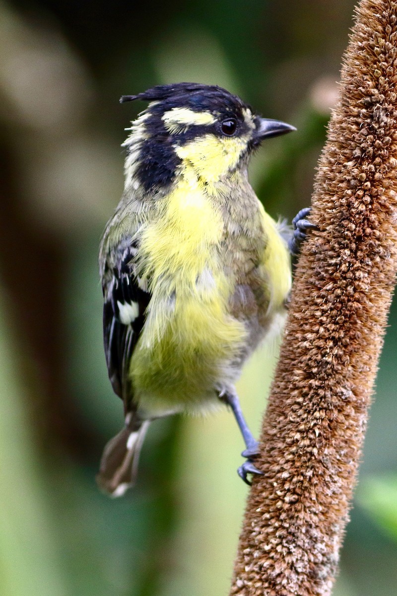 Indian Yellow Tit - ML642222387