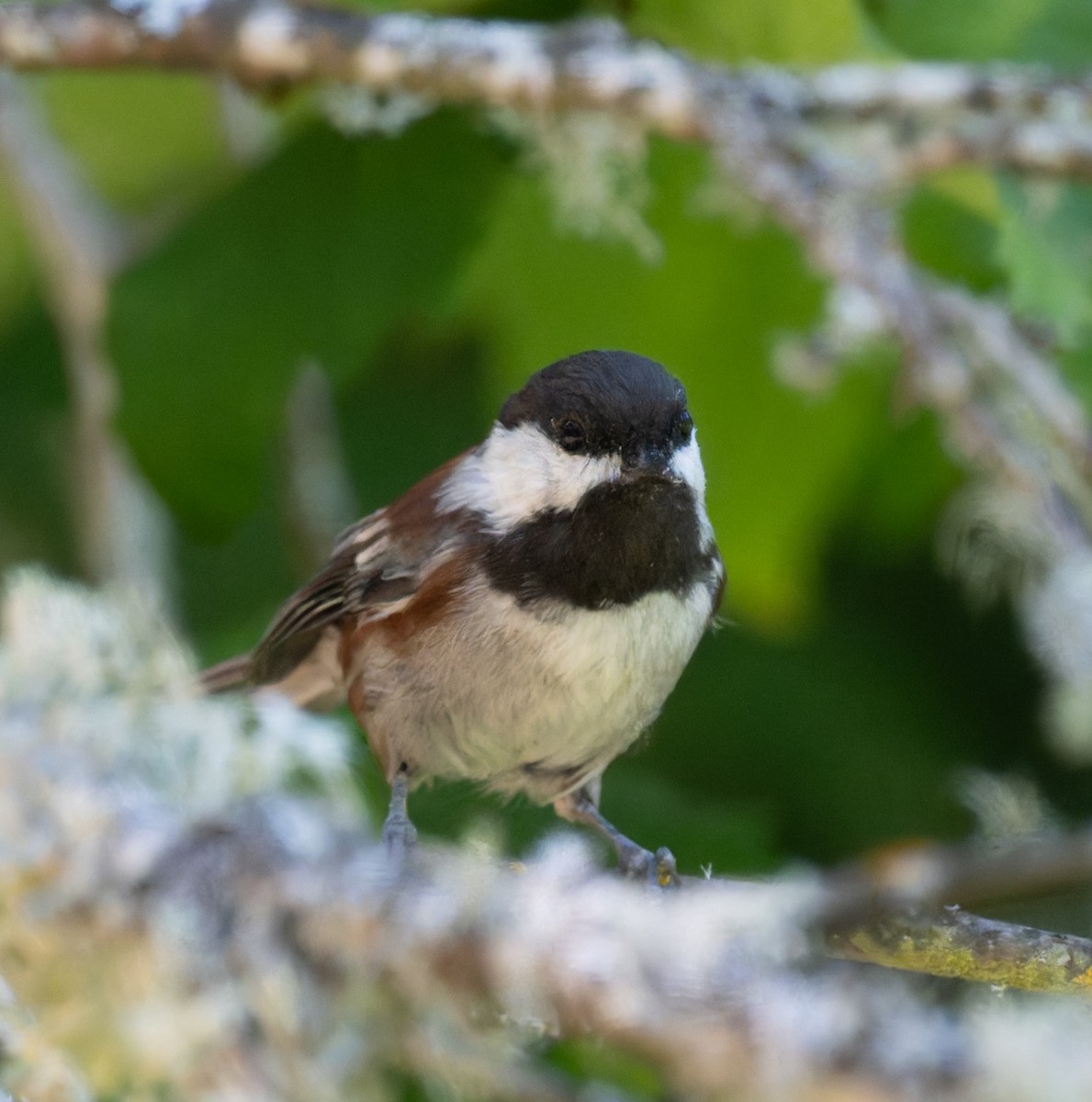 Chestnut-backed Chickadee - ML642222400