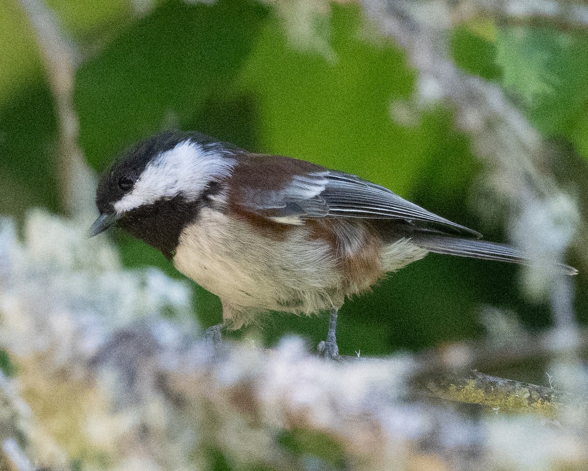 Chestnut-backed Chickadee - ML642222401