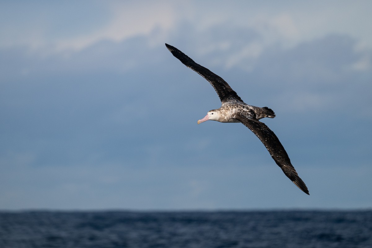 Antipodean Albatross (Gibson's) - ML642222419