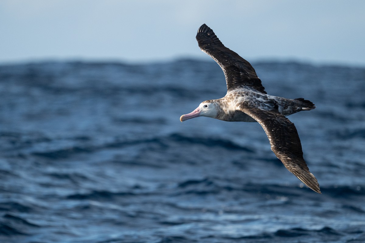 Antipodean Albatross (Gibson's) - ML642222423