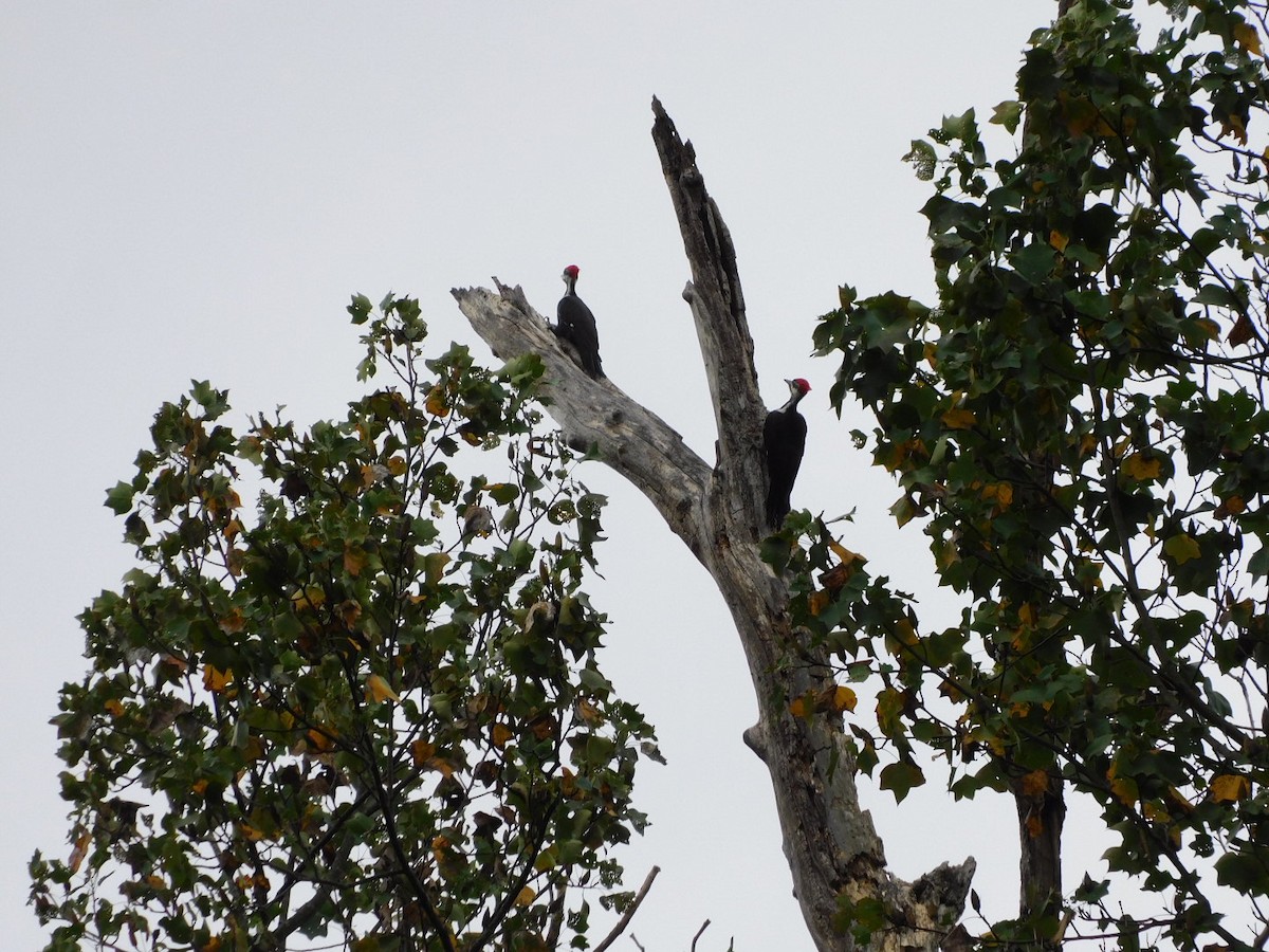 Pileated Woodpecker - ML642222438