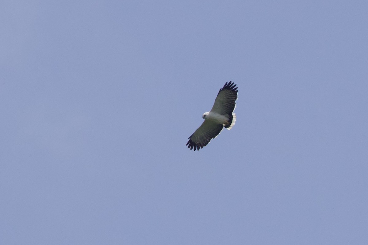White Hawk - ML642222439