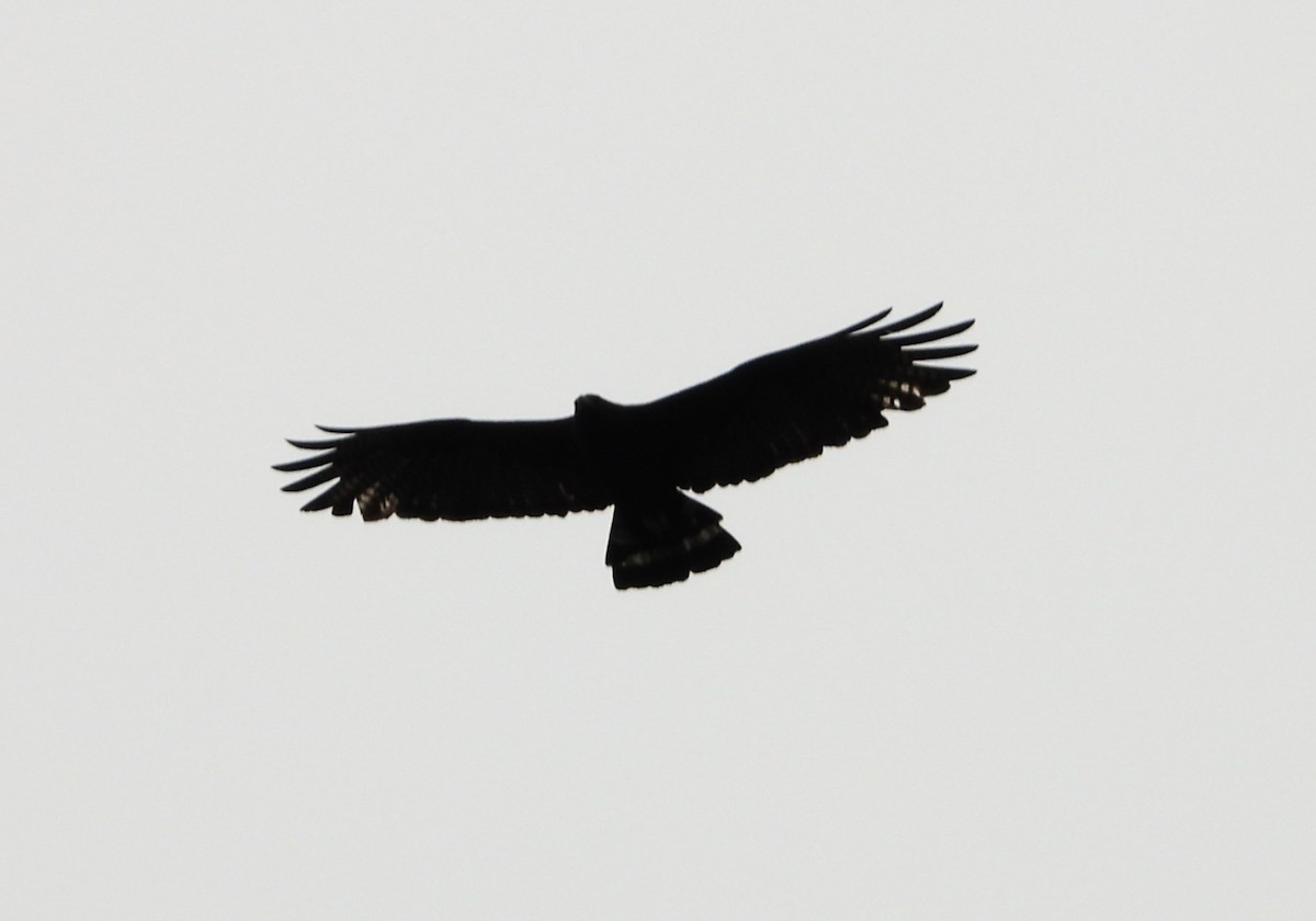 Zone-tailed Hawk - ML642222444