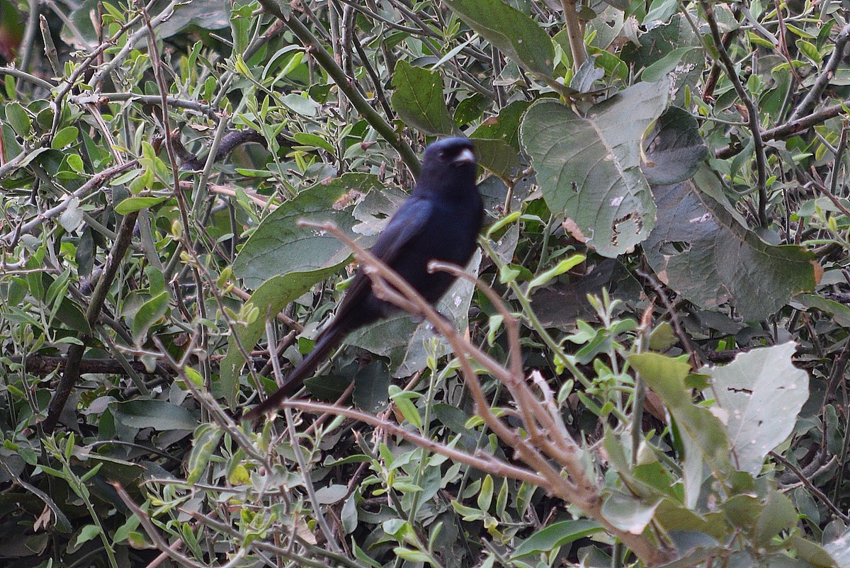 Southern Black-Flycatcher - ML642222481