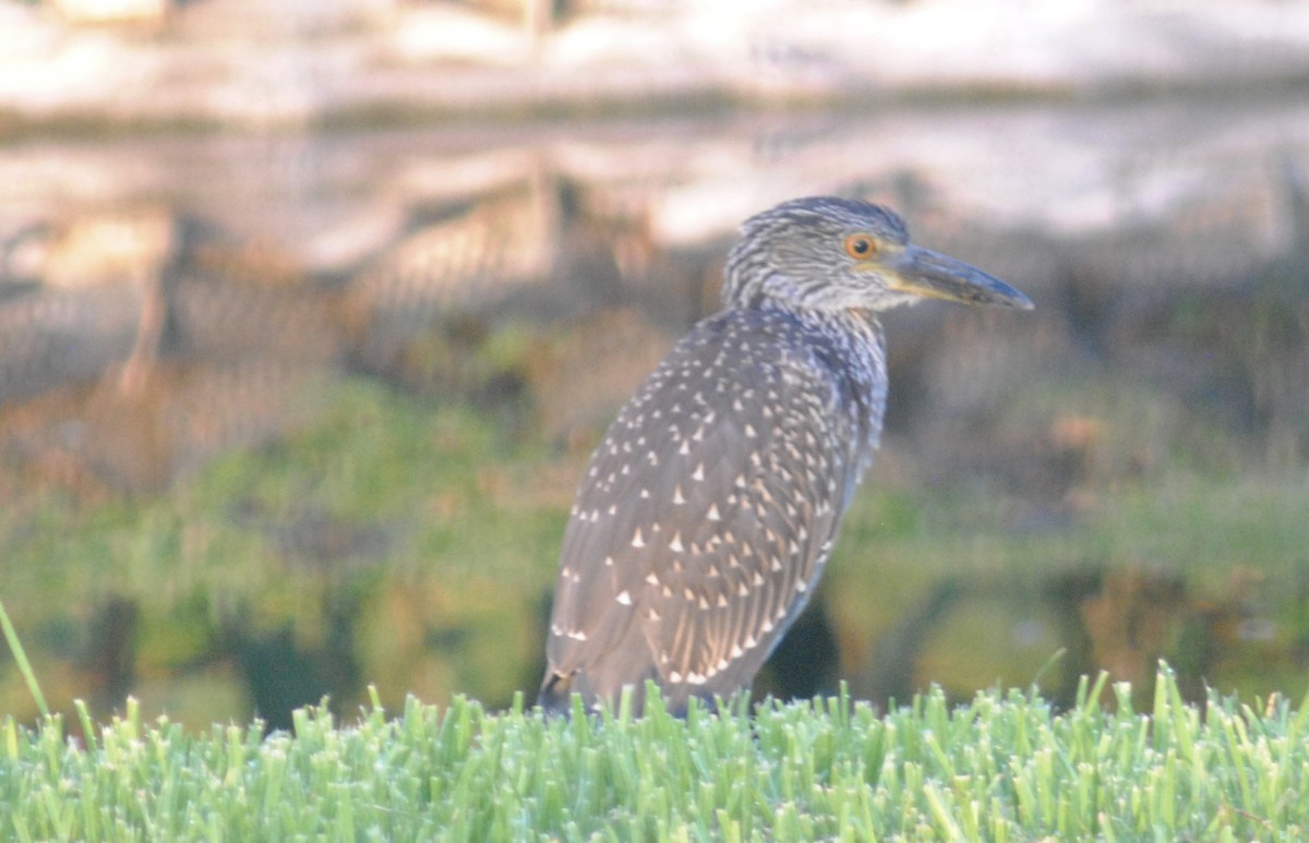 Yellow-crowned Night Heron - ML642222484
