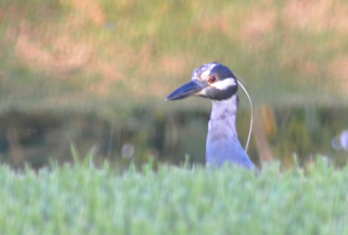 Yellow-crowned Night Heron - ML642222485