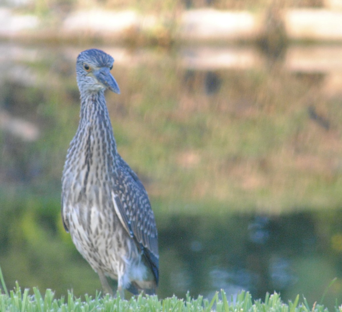 Yellow-crowned Night Heron - ML642222486