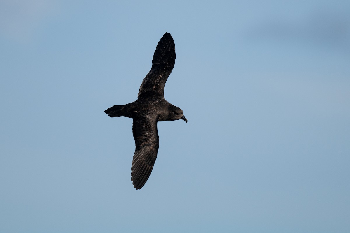 Great-winged Petrel - ML642222503