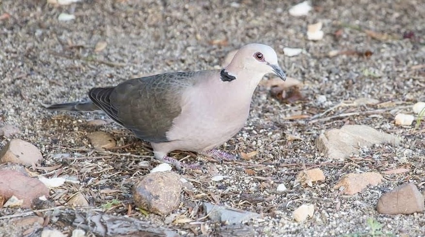 Red-eyed Dove - ML642222505