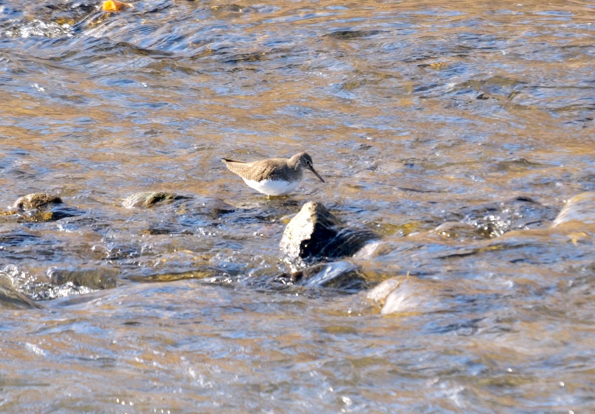 Green Sandpiper - ML642222508