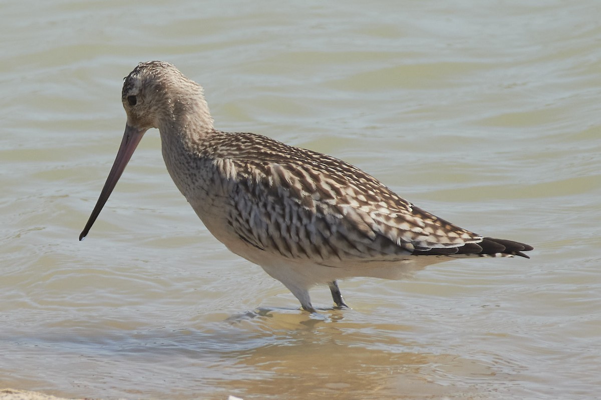 Bar-tailed Godwit - ML642222512