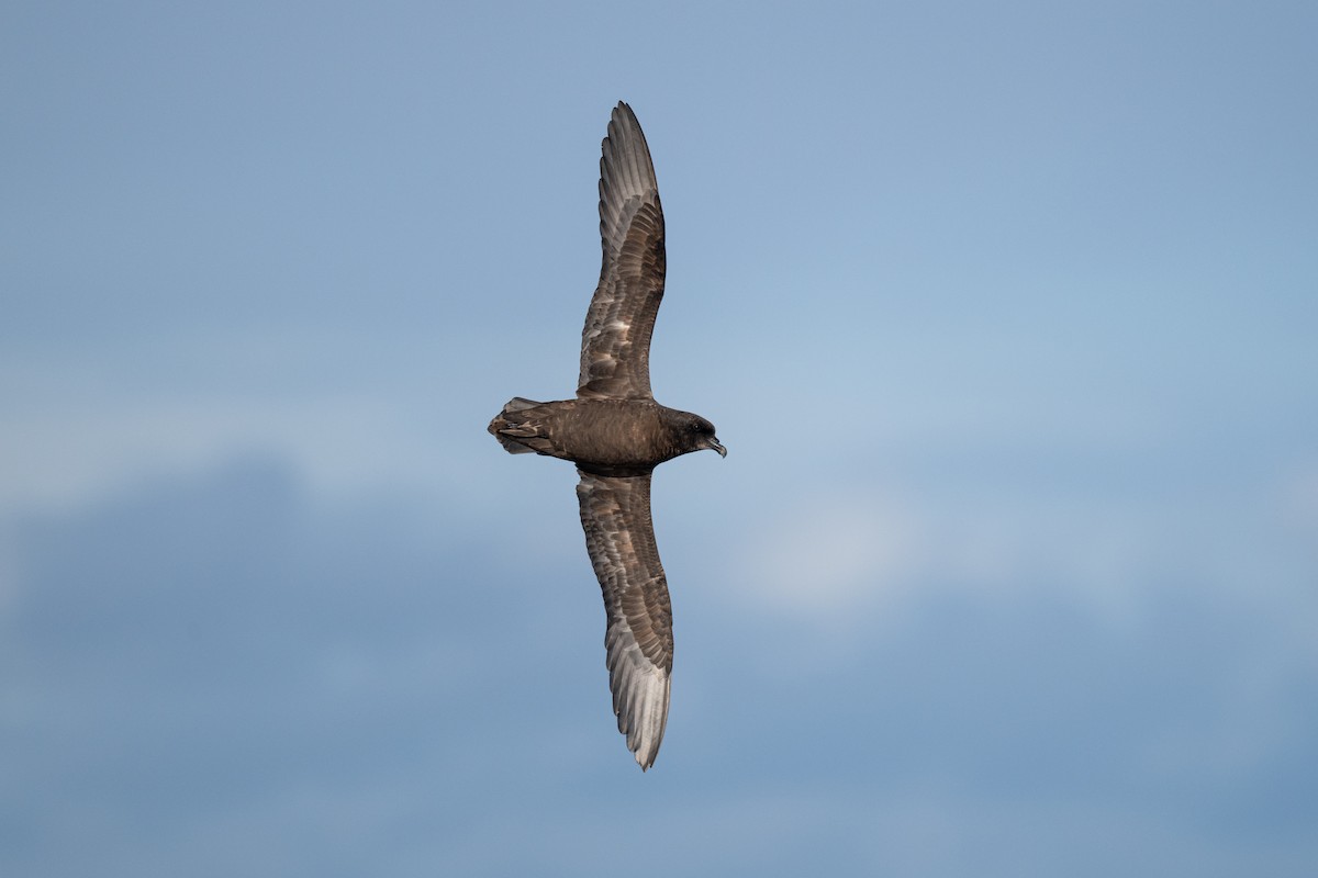 Great-winged Petrel - ML642222513