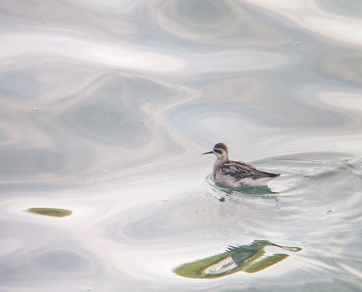 Red-necked Phalarope - ML642222517