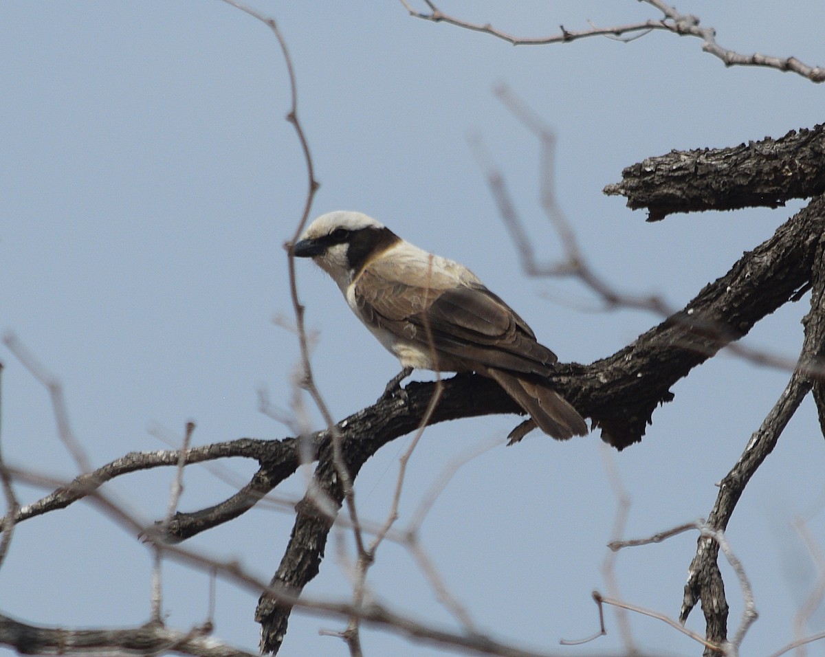 White-crowned Shrike - ML642222519