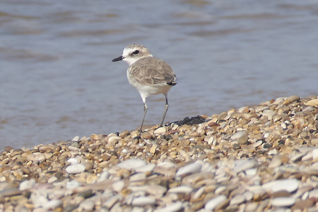 Kentish Plover - ML642222523