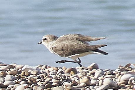 Kentish Plover - ML642222535