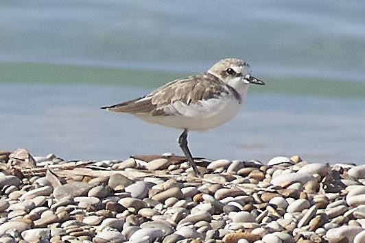 Kentish Plover - ML642222547