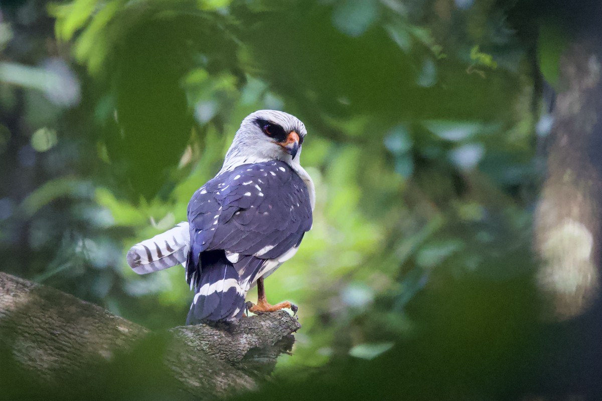 Black-faced Hawk - ML642222551