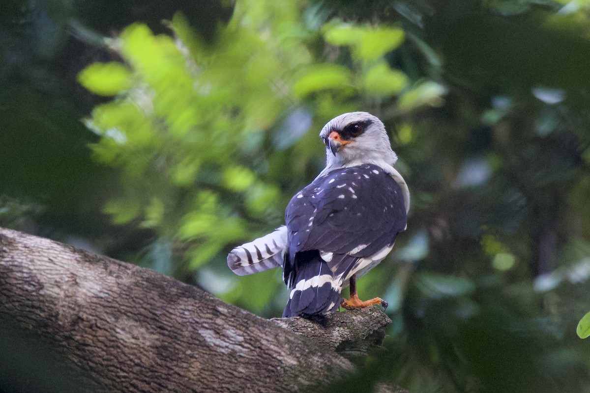 Black-faced Hawk - ML642222554
