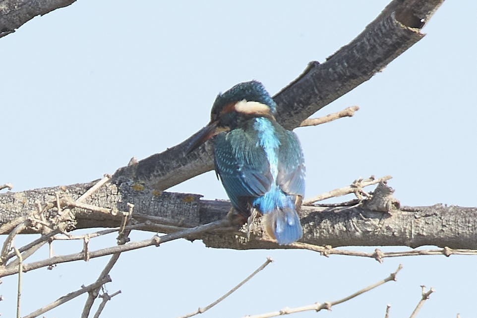 Common Kingfisher - ML642222567